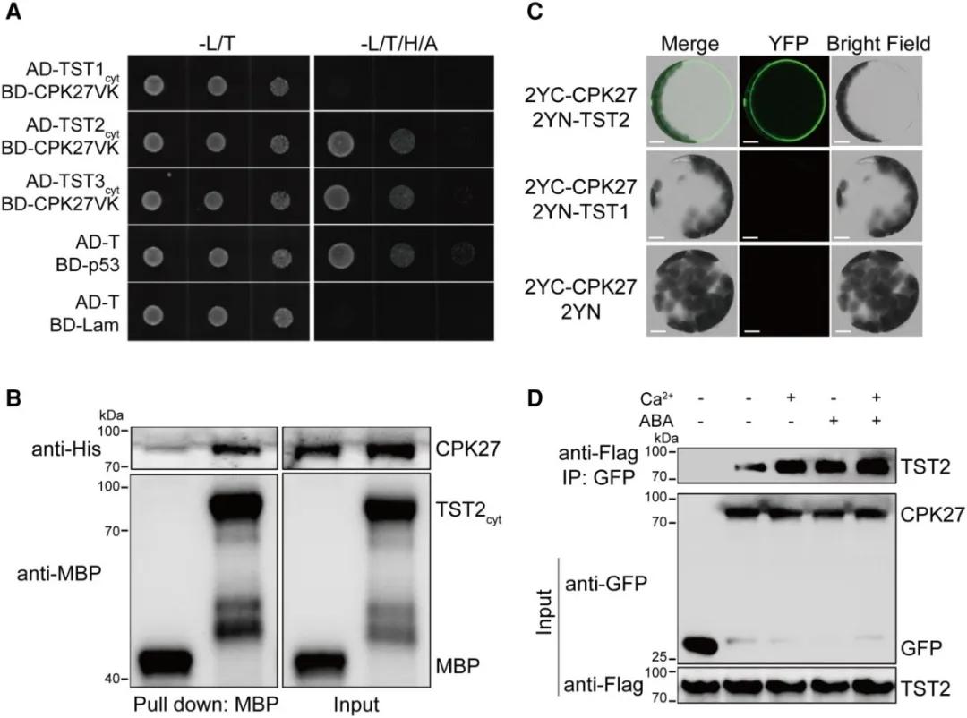 Advancements in Protein lipidation Research